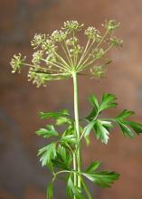 Photo of Parsley