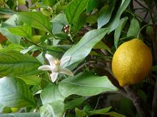 Photo of Lemon