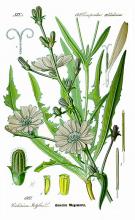 Photo of Chicory