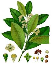 Photo of Allspice