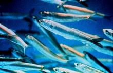 Photo of Anchovies
