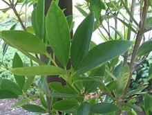 Photo of Illicium_verum