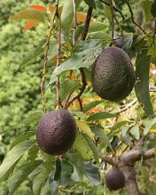 Photo of Avocados