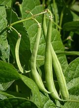 Photo of Beans