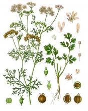 Photo of Coriander