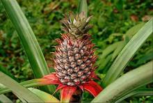 Photo of Pineapple