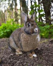 Photo of Rabbit