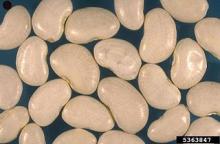 Photo of Lima Beans