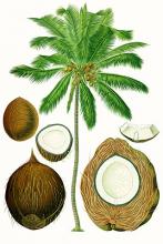 Photo of Coconut
