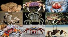 Photo of Crab