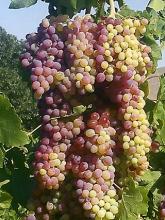 Photo of Grape