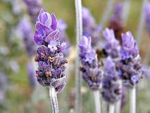 Photo of Lavender