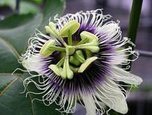 Photo of Passion Fruit
