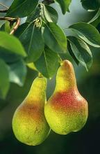 Photo of Pear