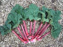 Photo of Rhubarb
