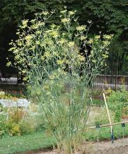 Photo of Fennel