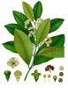 Photo of Allspice