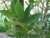 Photo of Illicium_verum