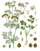 Photo of Coriander