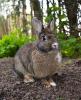 Photo of Rabbit