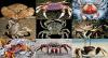 Photo of Crab