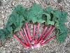 Photo of Rhubarb